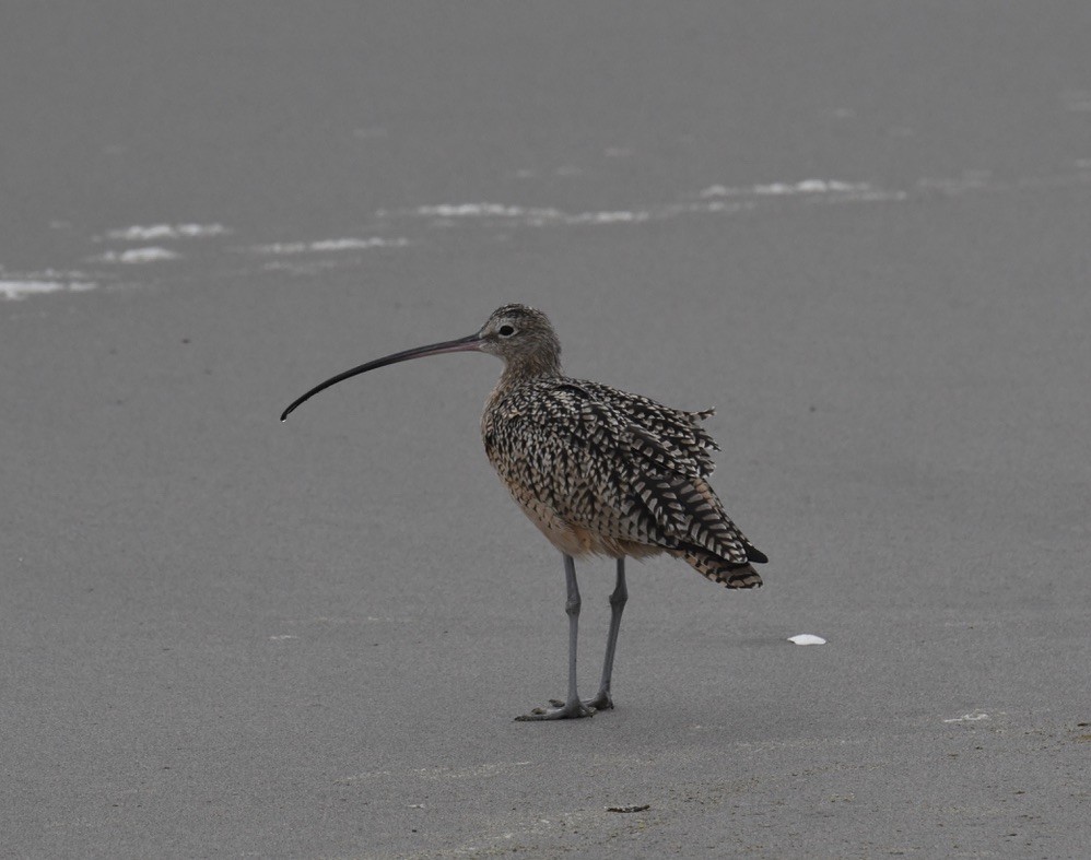 Long-billed Curlew - ML620680780
