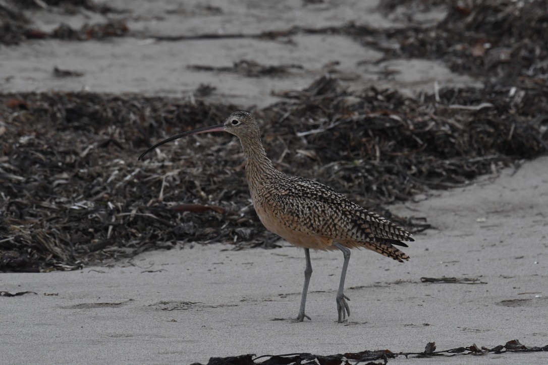 Long-billed Curlew - ML620680790