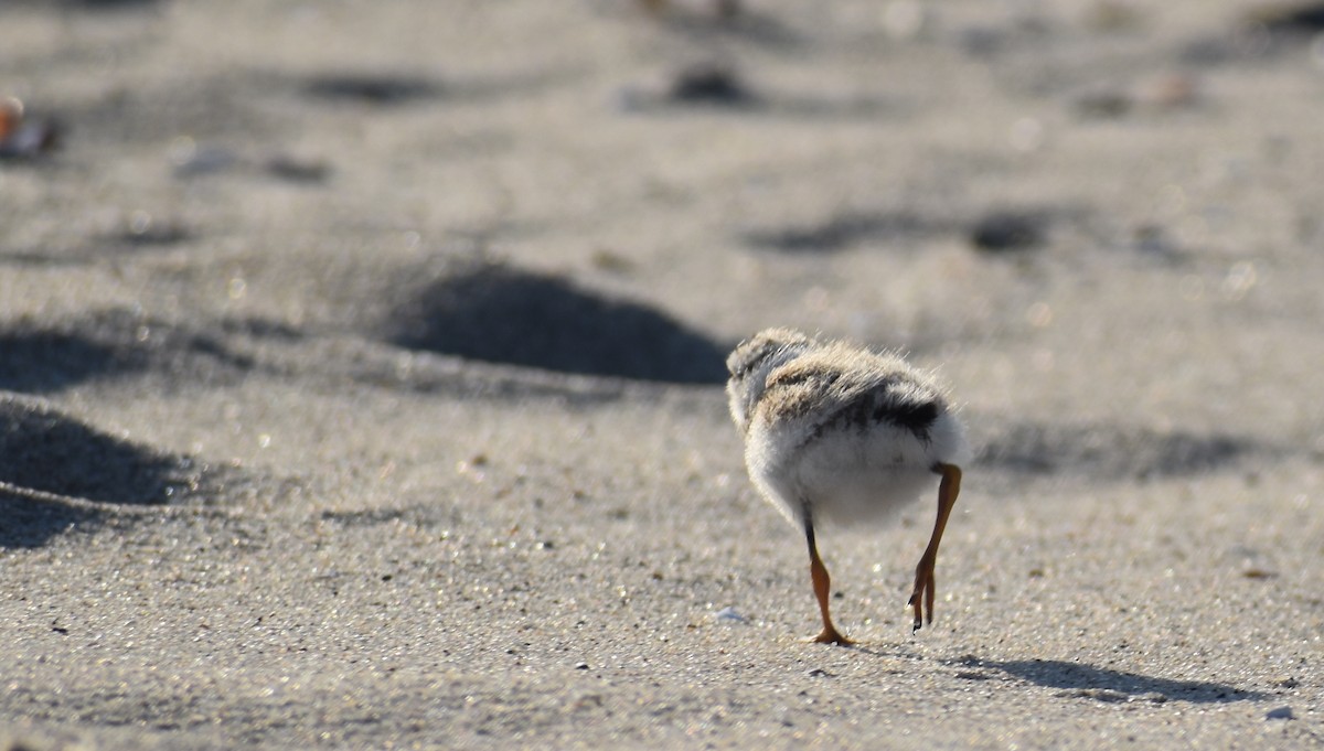 Piping Plover - ML620680792