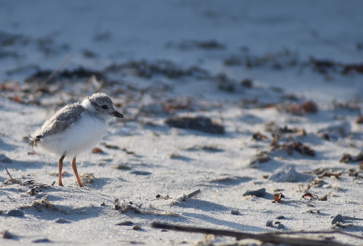 Piping Plover - ML620680796