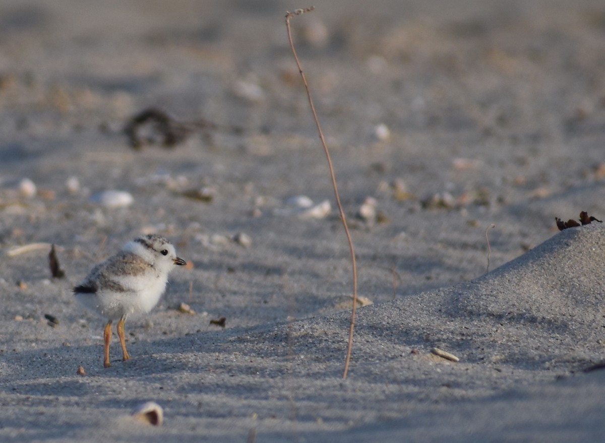 Piping Plover - ML620680803