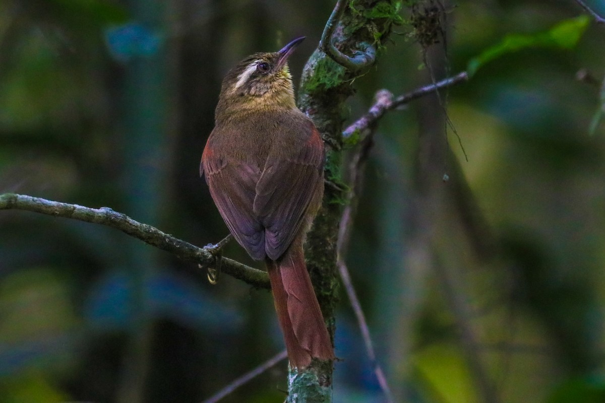 Olive Spinetail - ML620680807