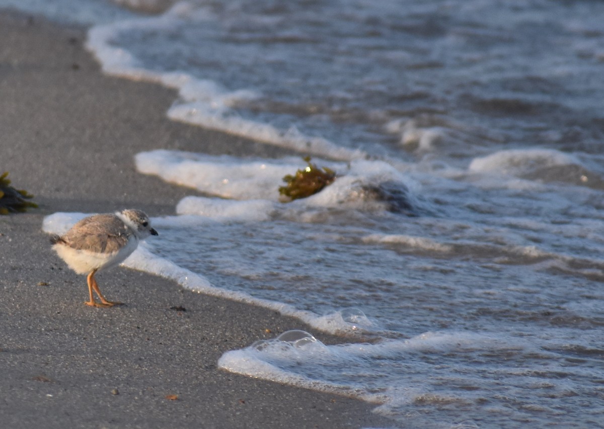 Piping Plover - ML620680808