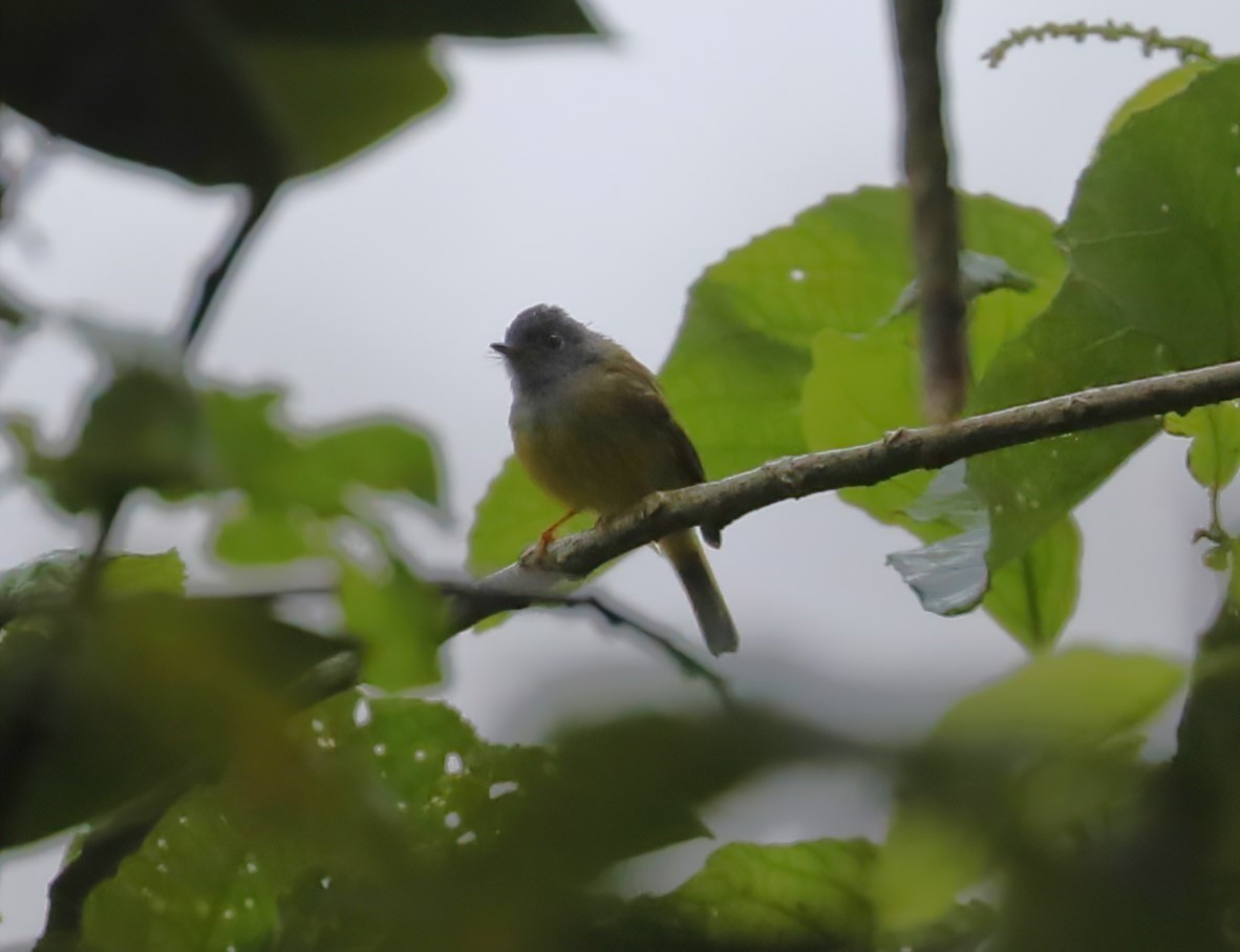 Gray-headed Canary-Flycatcher - ML620680811