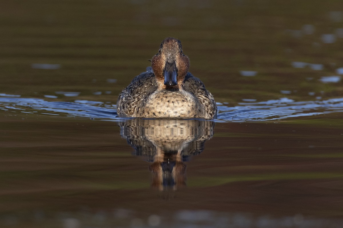 Green-winged Teal (American) - ML620680817