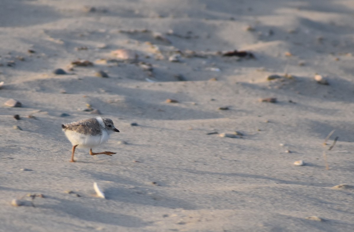 Piping Plover - ML620680818