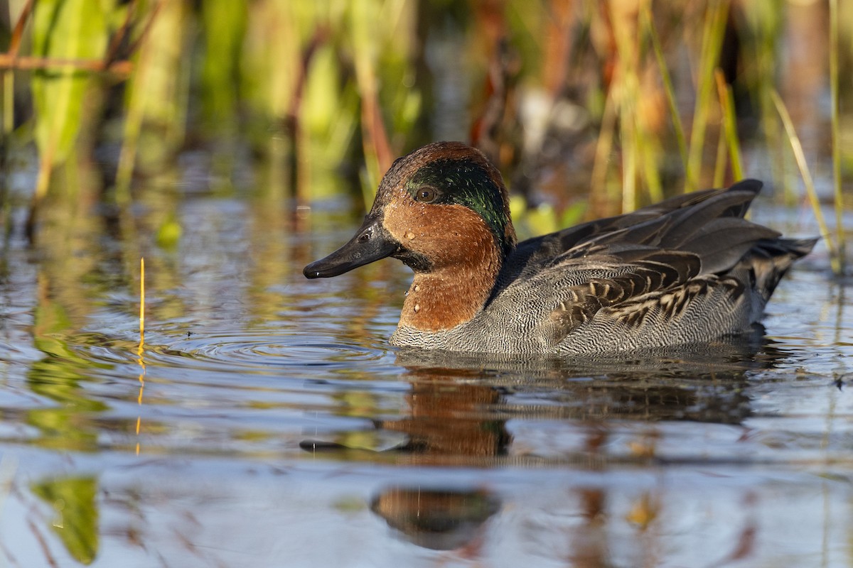 Green-winged Teal (American) - Michael Stubblefield