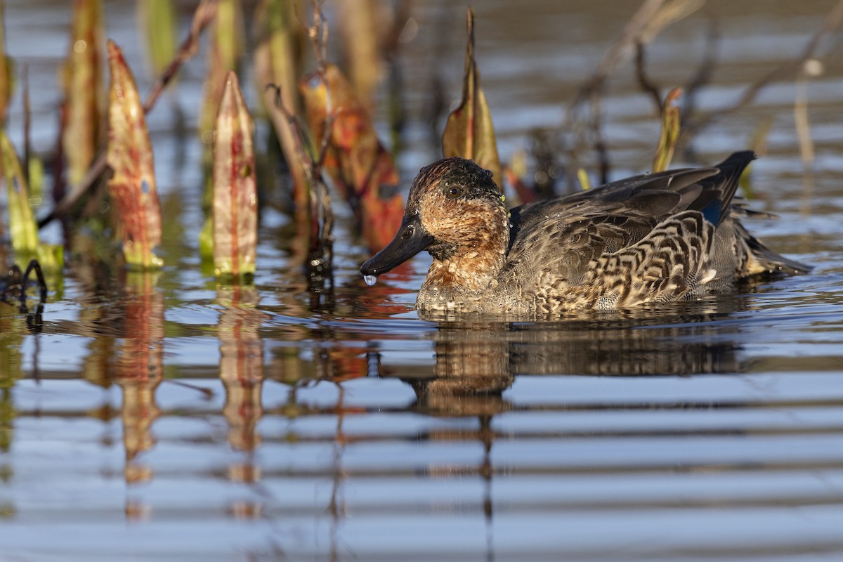 Green-winged Teal (American) - ML620680821