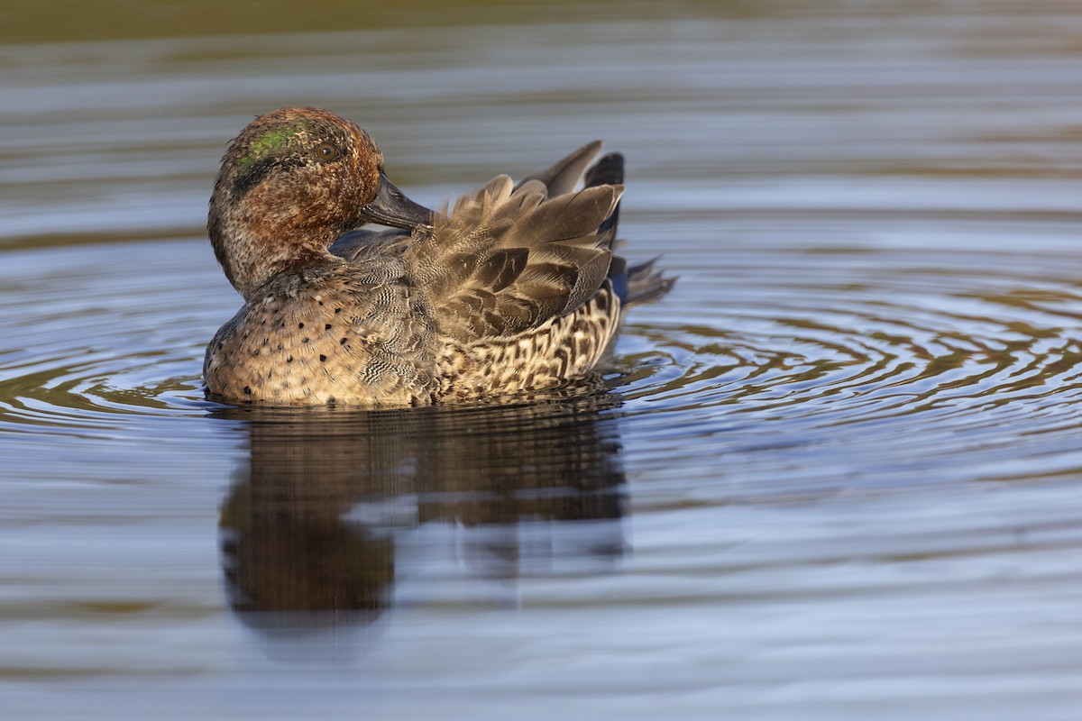 Green-winged Teal (American) - ML620680822