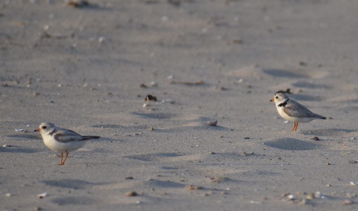 Piping Plover - ML620680826