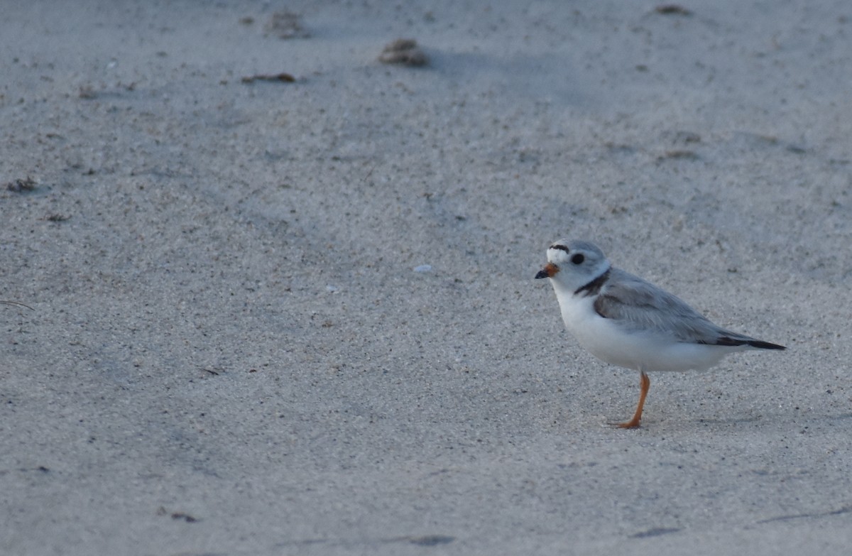 Piping Plover - ML620680829