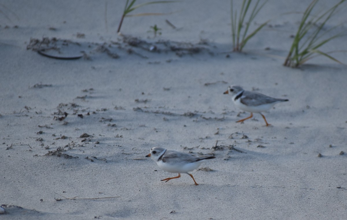 Piping Plover - ML620680833