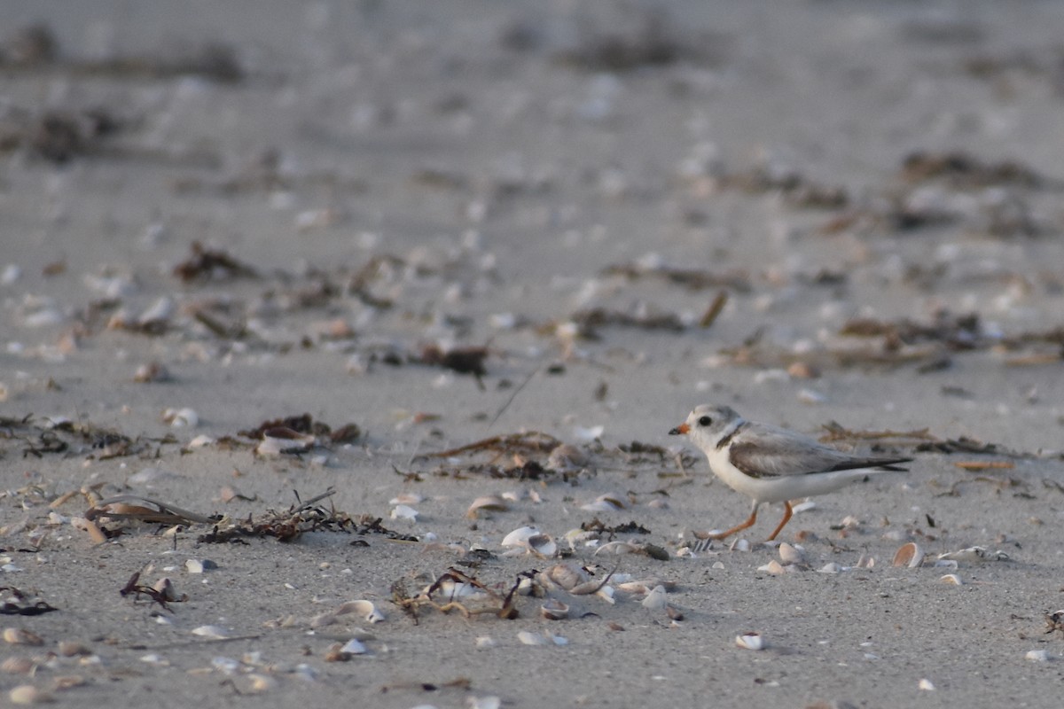 Piping Plover - ML620680843