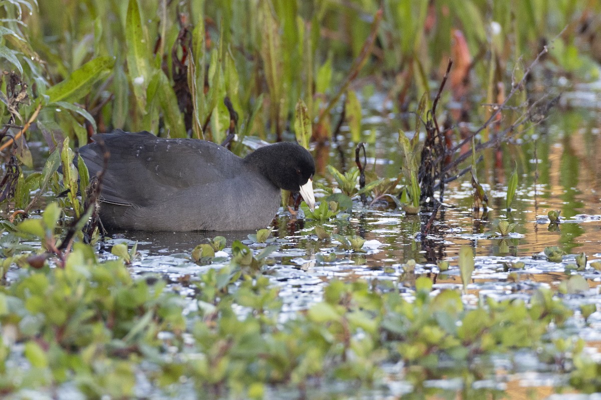 American Coot (Red-shielded) - ML620680848