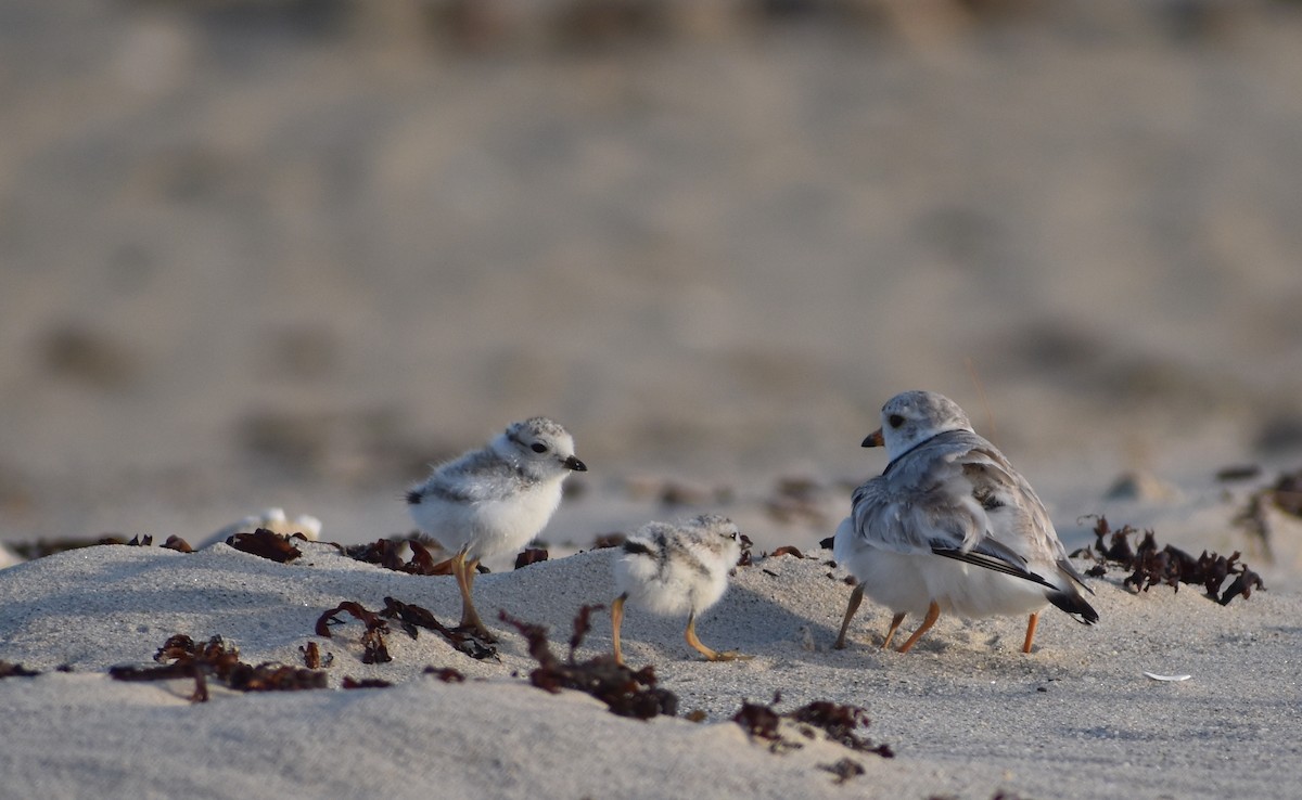 Piping Plover - ML620680850