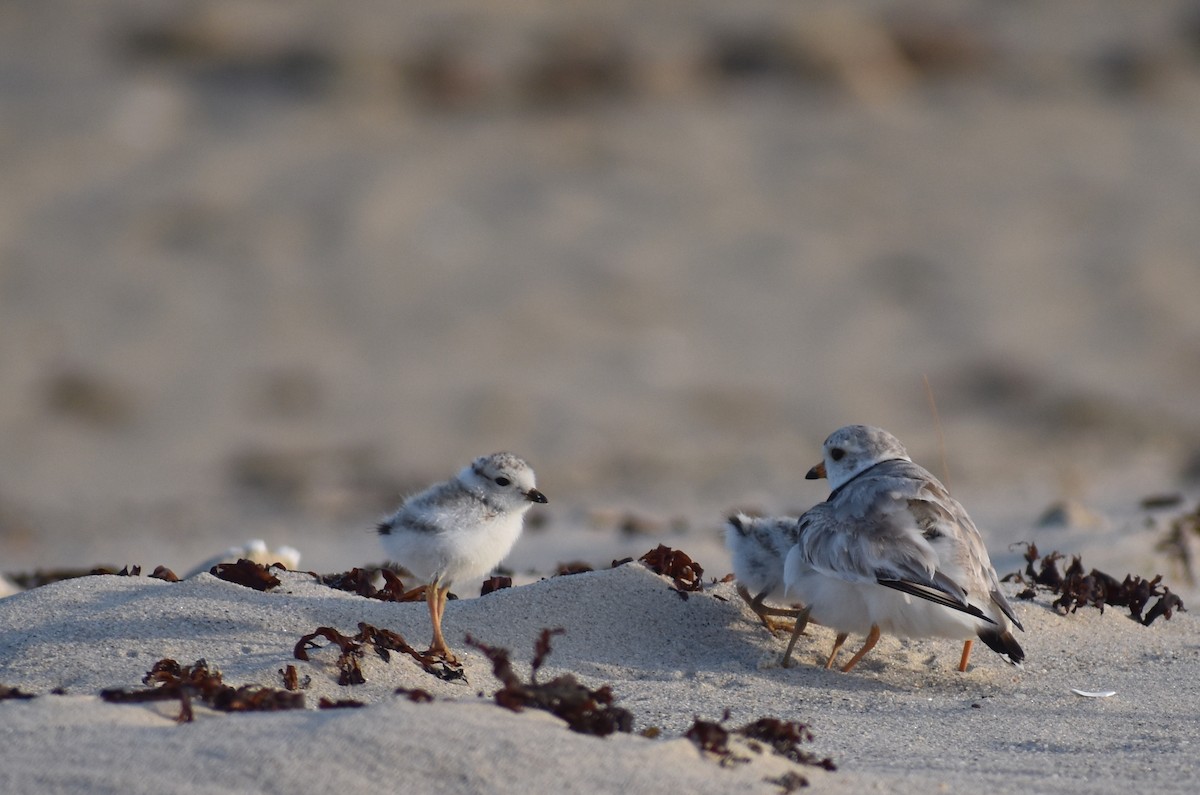 Piping Plover - ML620680852