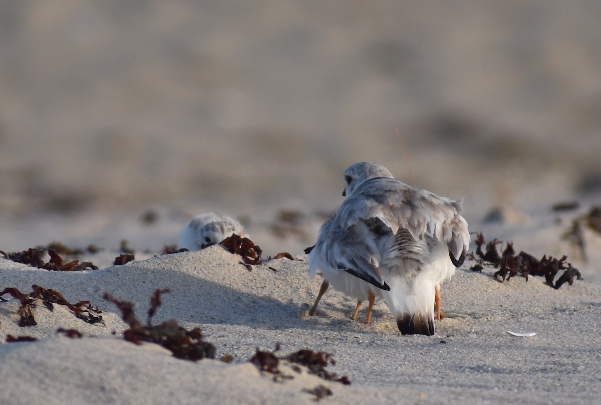 Piping Plover - ML620680855