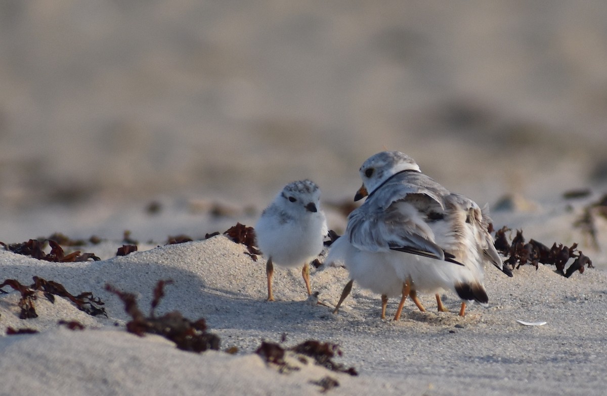 Piping Plover - ML620680856