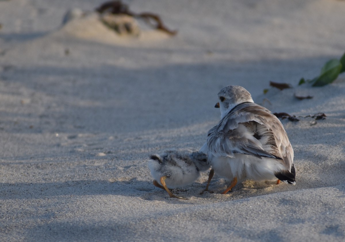 Piping Plover - ML620680863