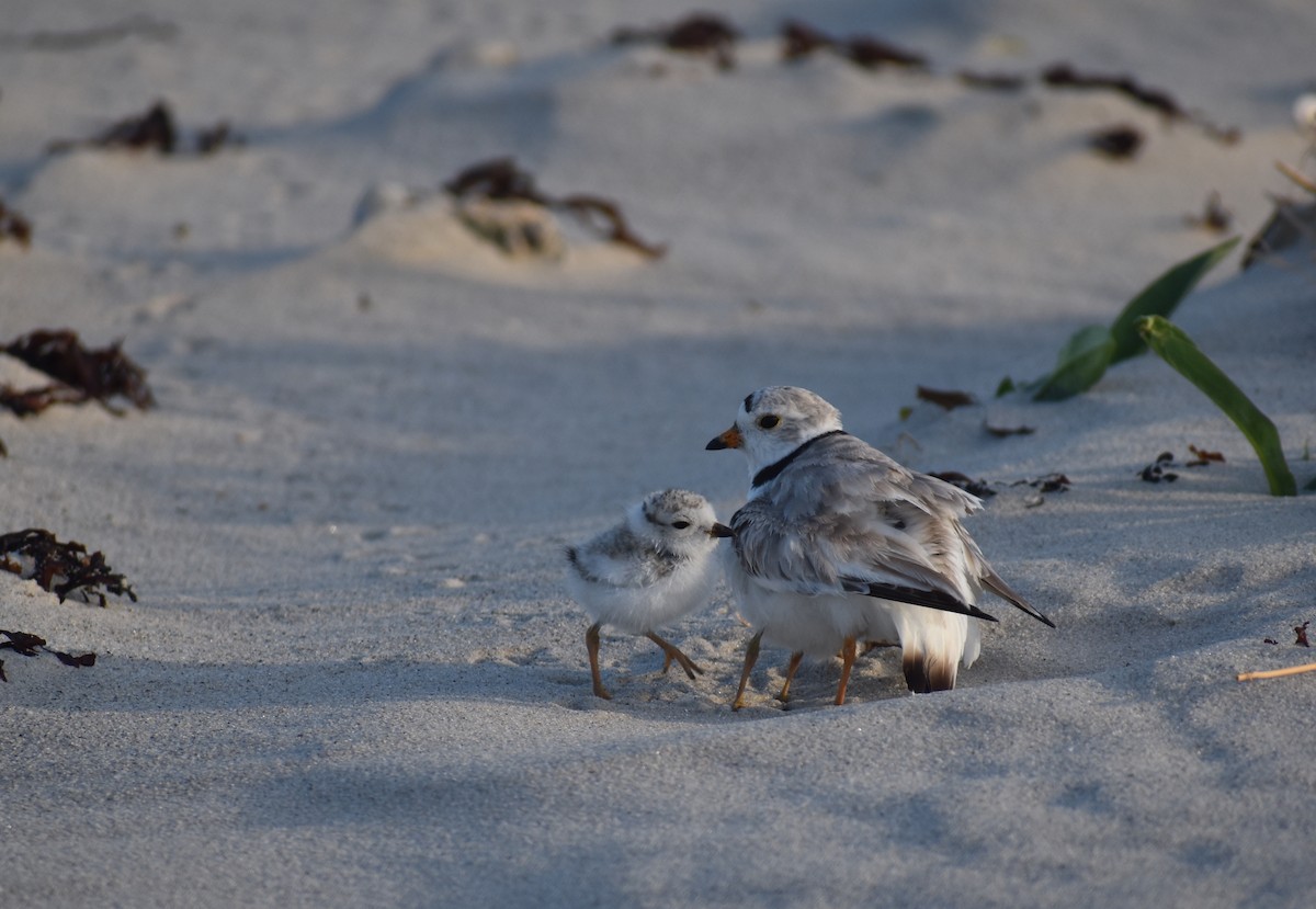 Piping Plover - ML620680864