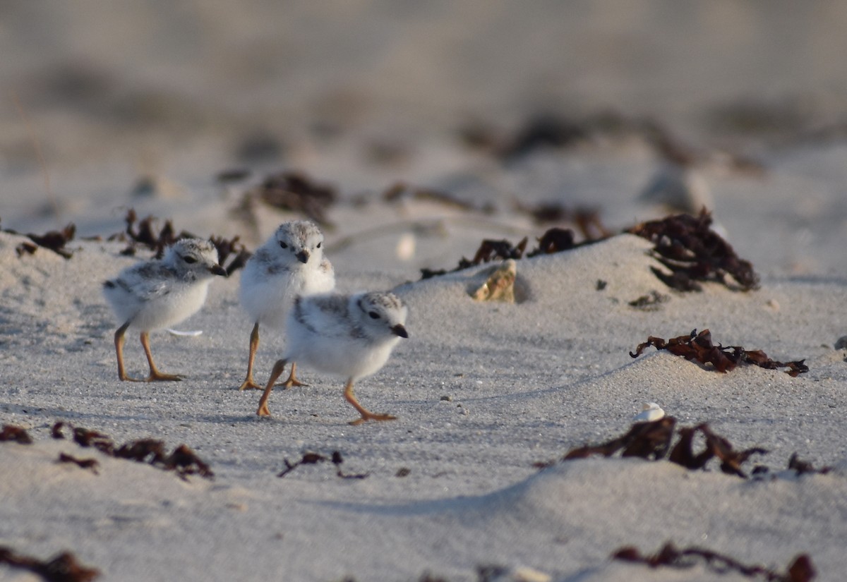 Piping Plover - ML620680866