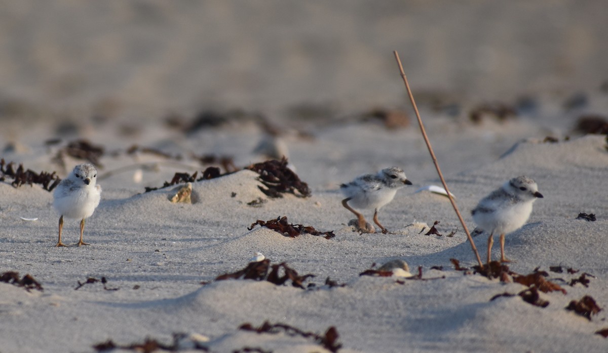 Piping Plover - ML620680872