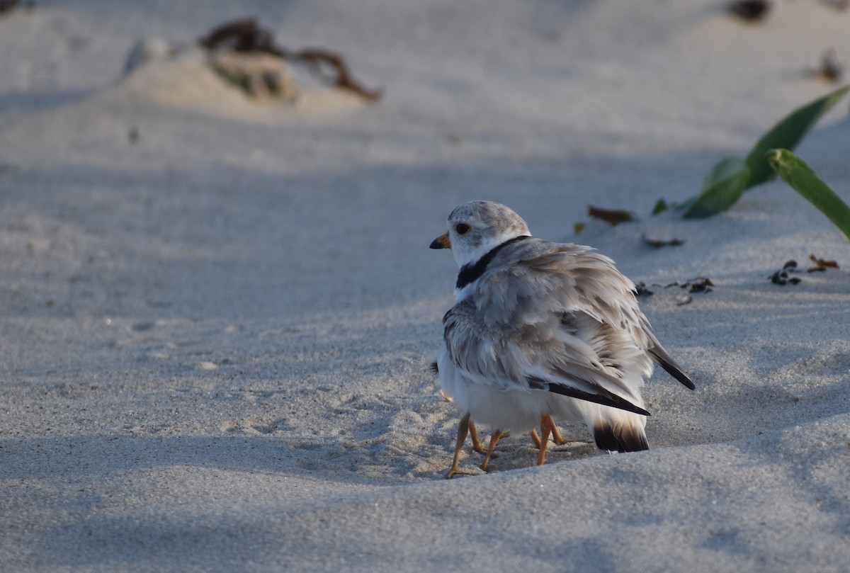 Piping Plover - ML620680882