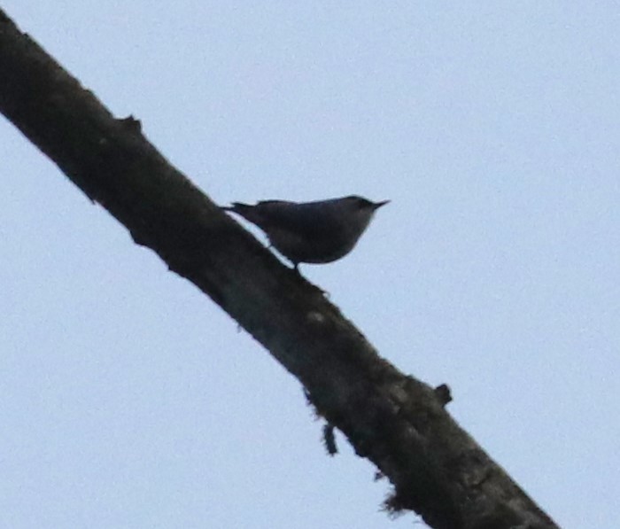 Velvet-fronted Nuthatch - ML620680883