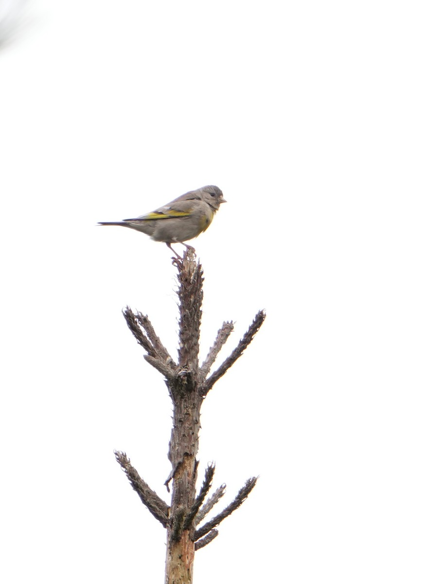 Lawrence's Goldfinch - ML620680885