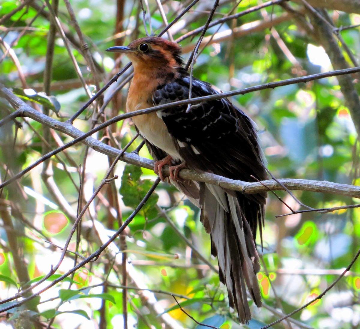 Pavonine Cuckoo - André Tostes Tostes