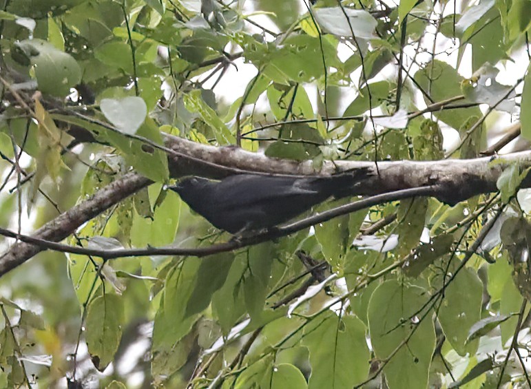 Short-tailed Starling - ML620680900