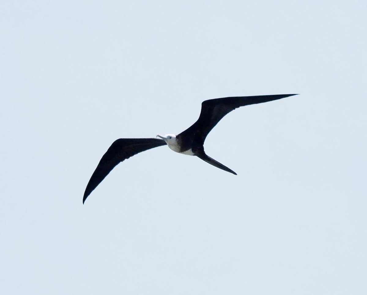 Magnificent Frigatebird - ML620680909