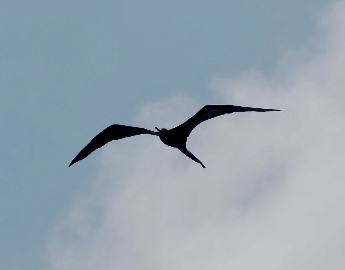 Magnificent Frigatebird - ML620680910