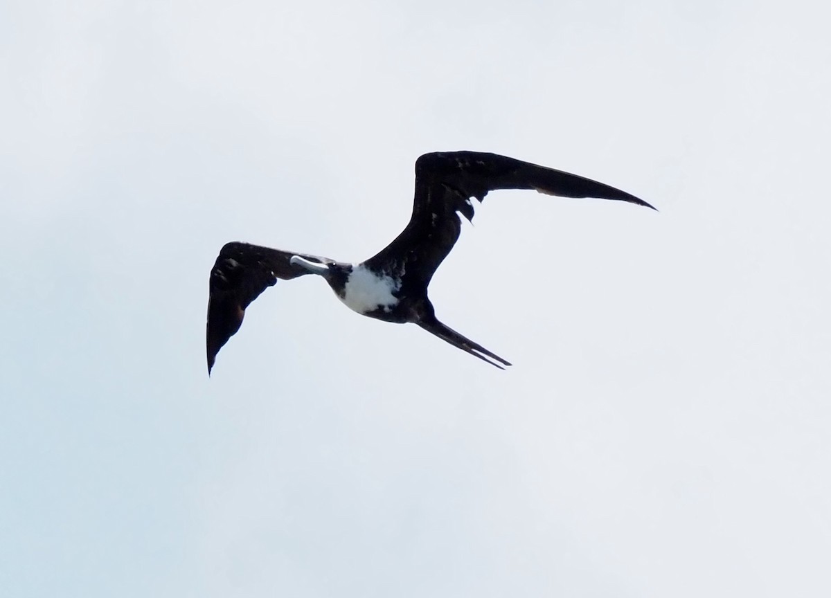 Magnificent Frigatebird - ML620680911