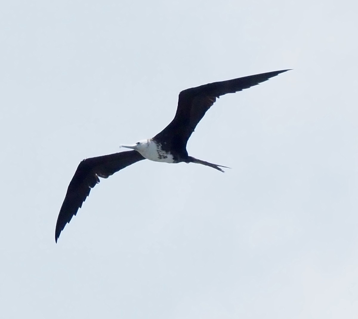 Magnificent Frigatebird - ML620680912