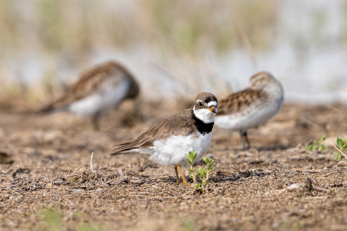 Semipalmated Sandpiper - ML620680913