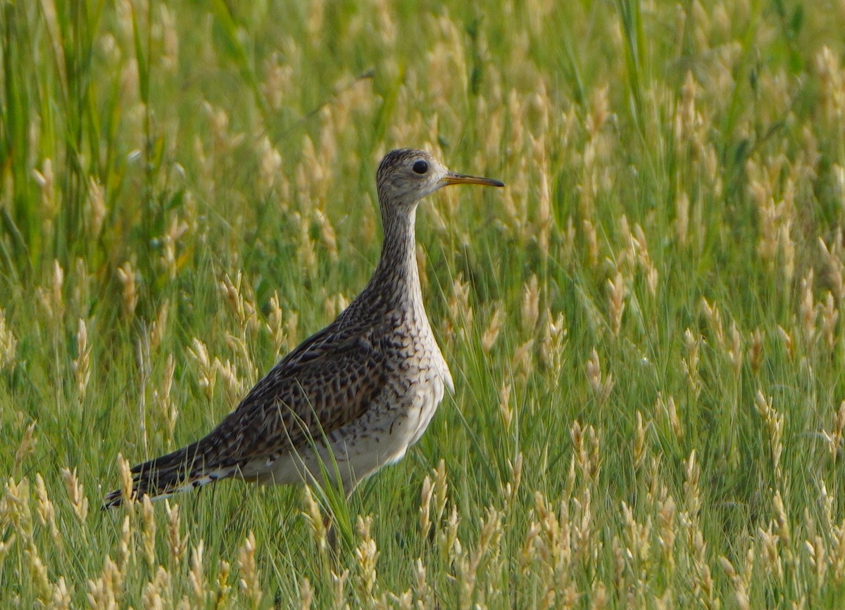 Upland Sandpiper - ML620680930