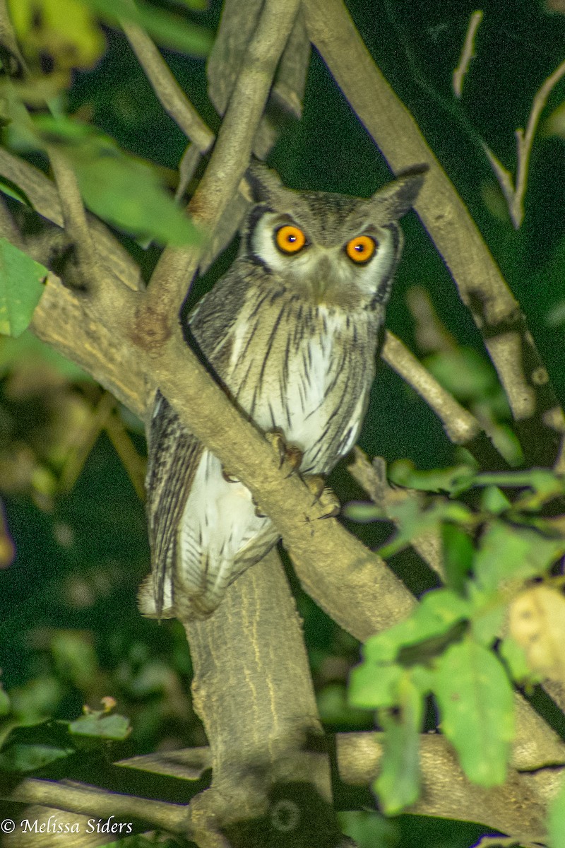 Northern White-faced Owl - ML620680937