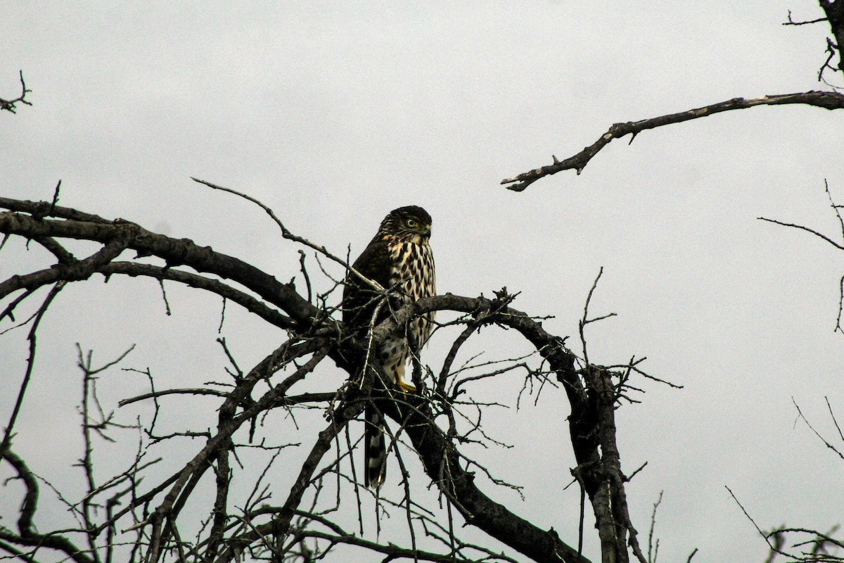 Chilean Hawk - ML620680938