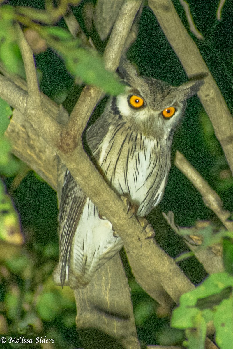 Petit-duc à face blanche - ML620680953