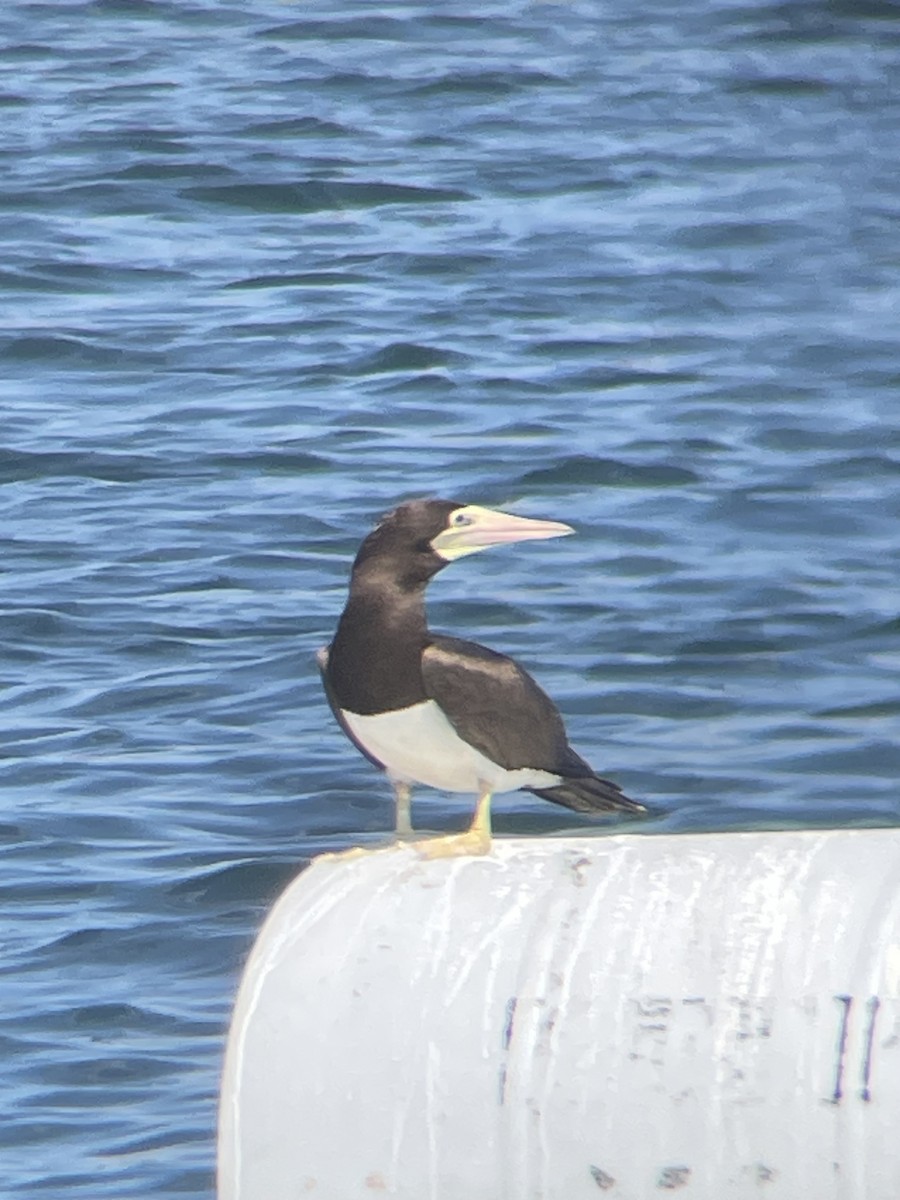 Brown Booby - ML620680957