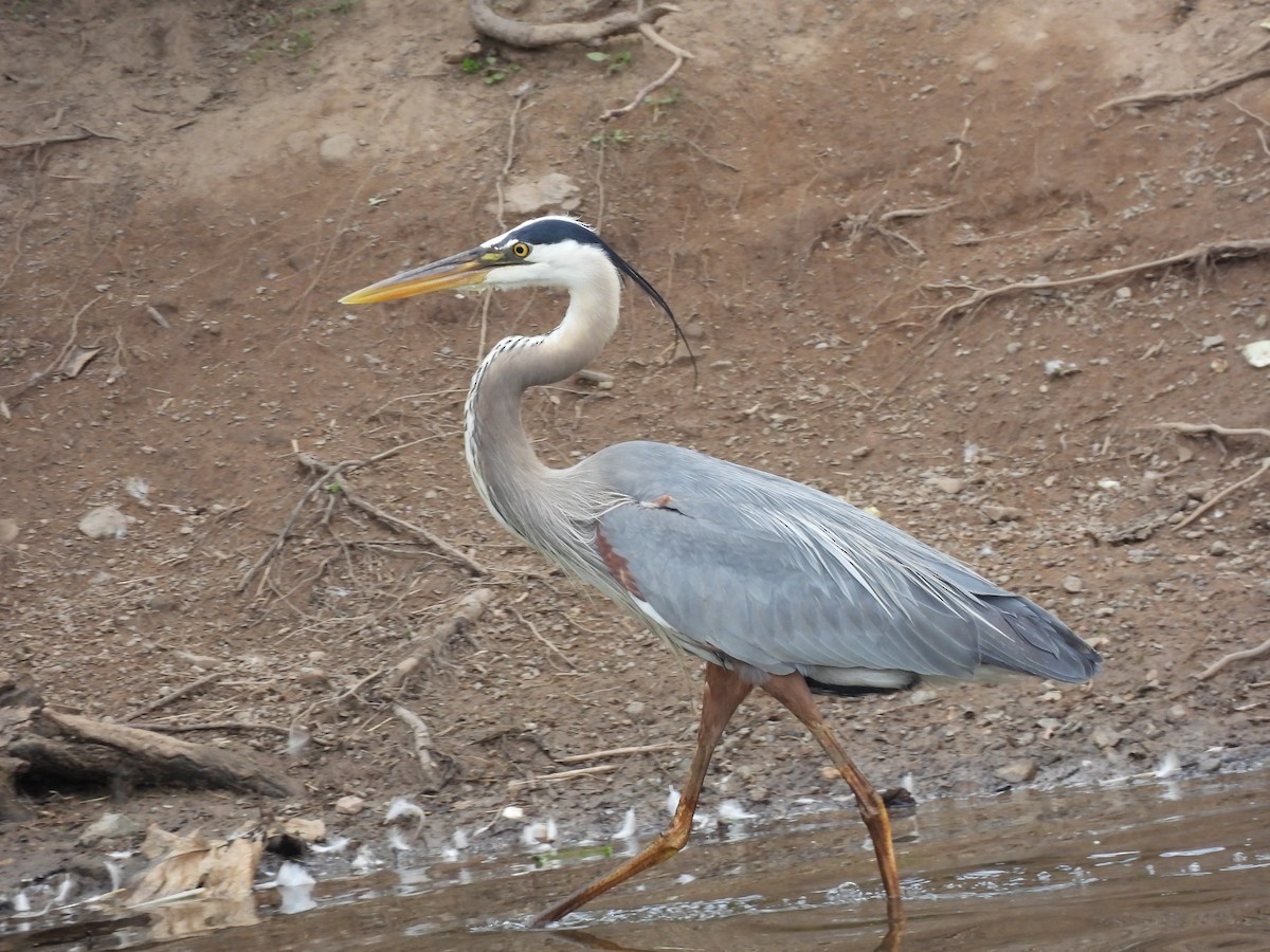 Great Blue Heron - ML620680984