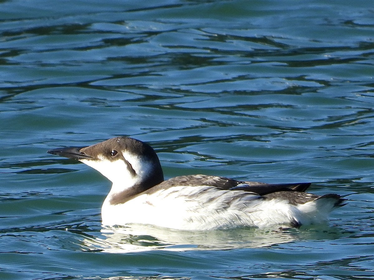 Common Murre - ML620680999