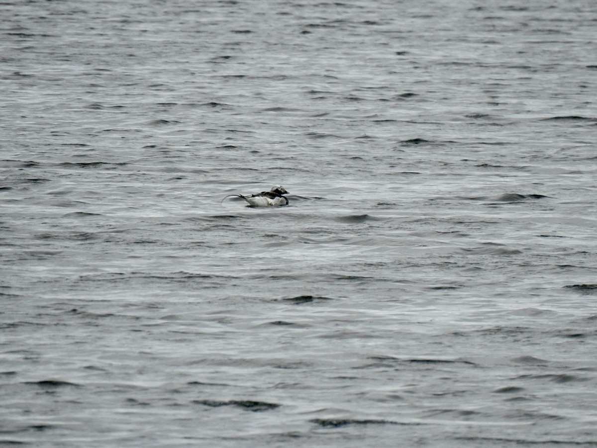 Long-tailed Duck - ML620681001