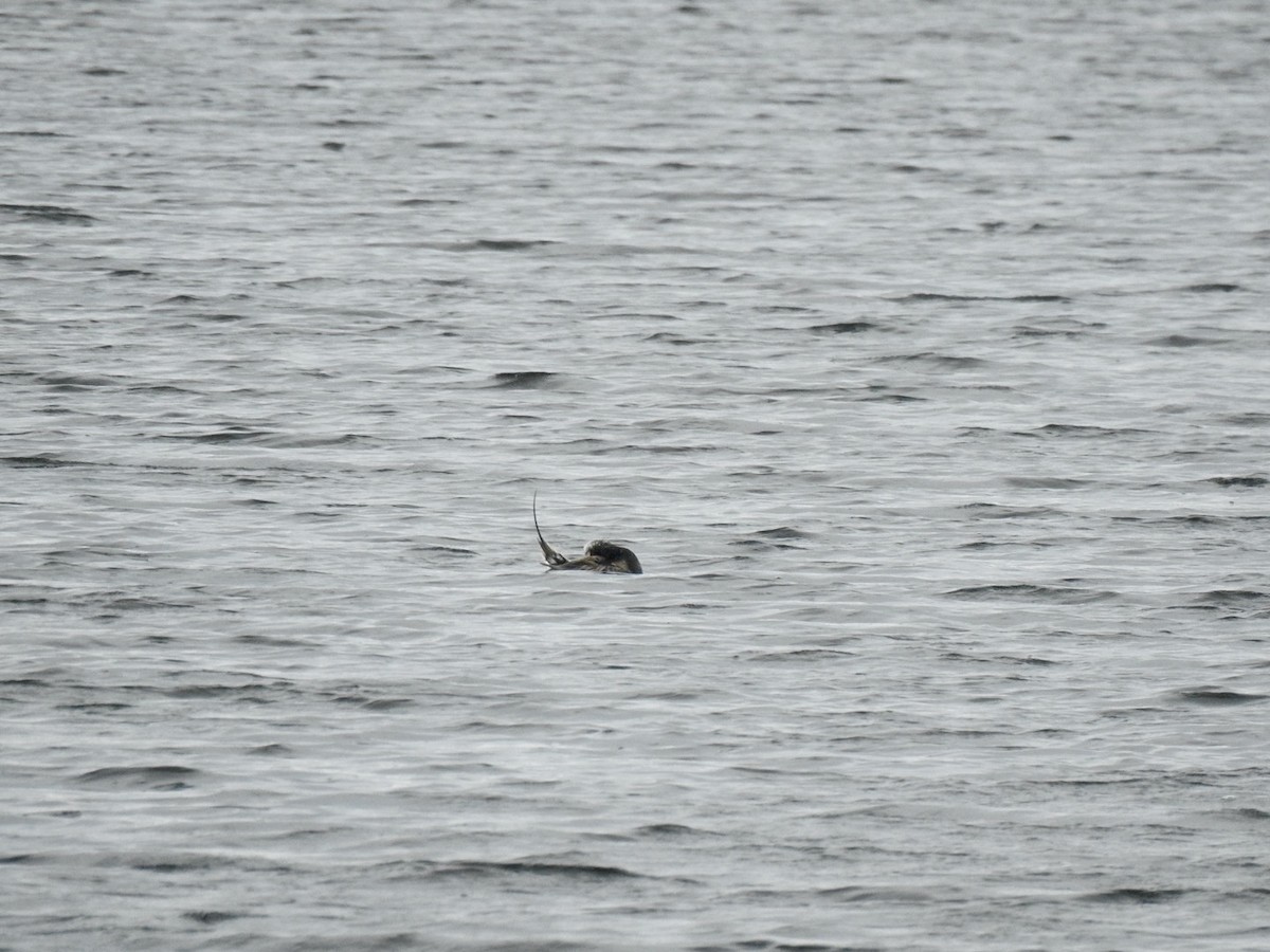 Long-tailed Duck - ML620681002