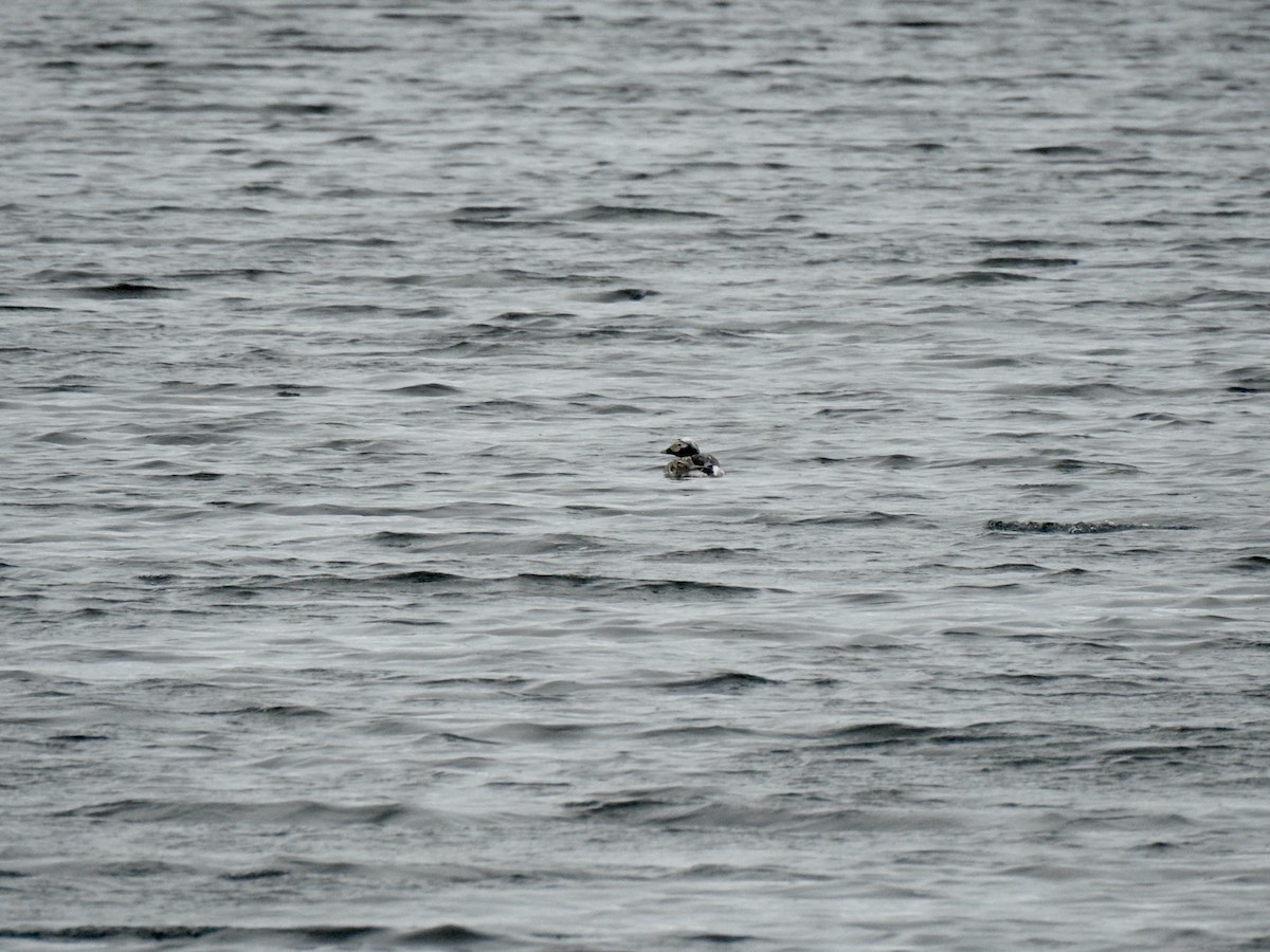 Long-tailed Duck - ML620681003