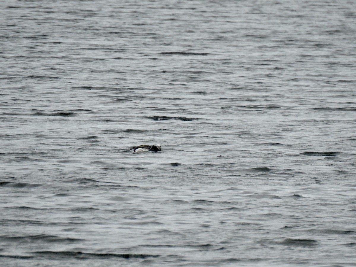 Long-tailed Duck - ML620681004