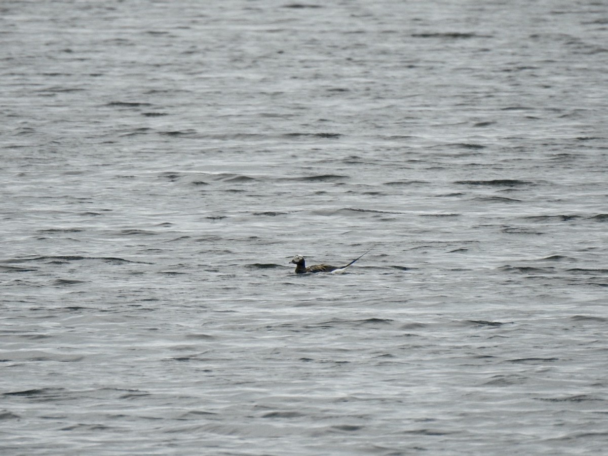 Long-tailed Duck - ML620681005