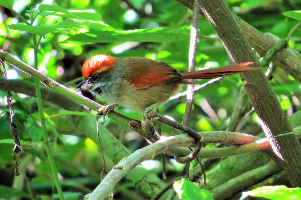 Rufous-capped Spinetail - ML620681019