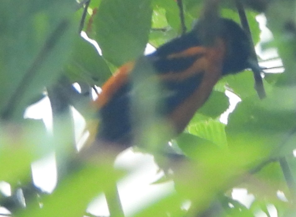 Orchard Oriole - ML620681043